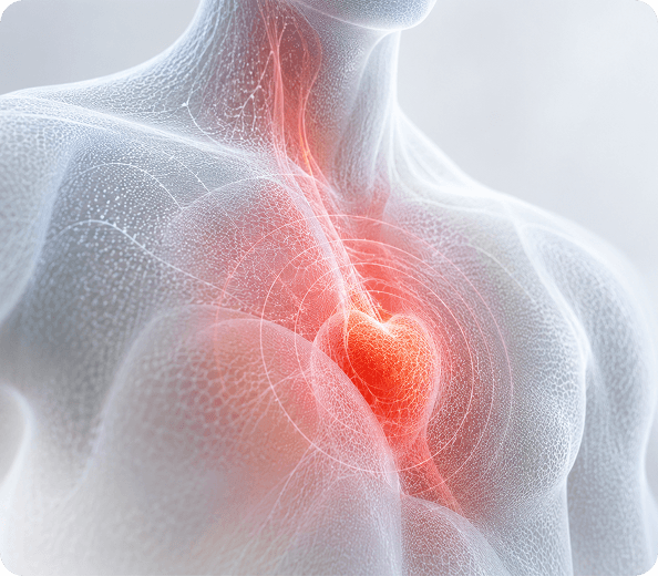 Illustration of a human torso with the heart glowing